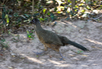 Plain Chachalaca