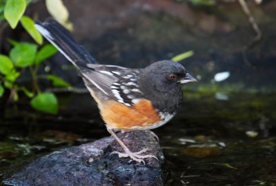 Spotted Towhee