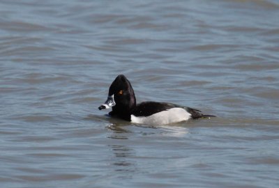 Ring-Necked Duck