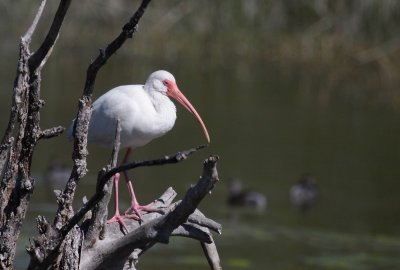 White Ibis