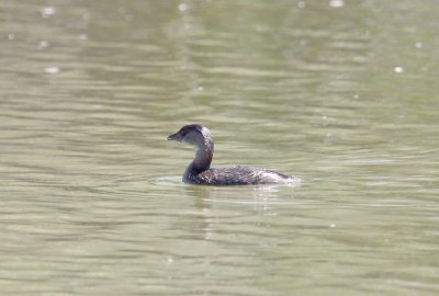 Least Grebe