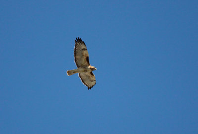 Red-tailed Hawk