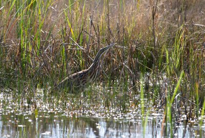 American Bittern