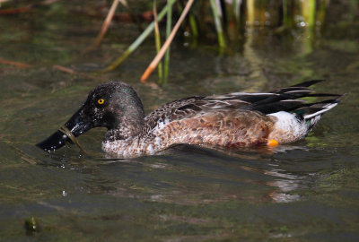 Northern Shoveler