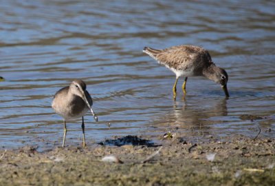 Long-billed Dowitcher