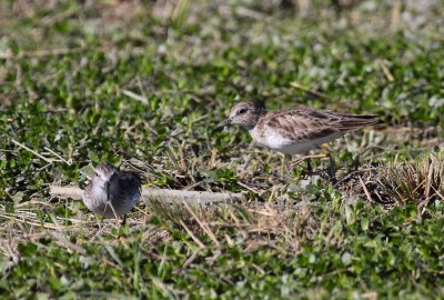Least Sandpipers