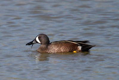 Blue-winged Teal
