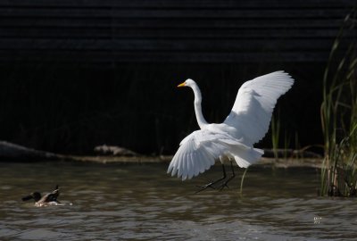 Great Egret