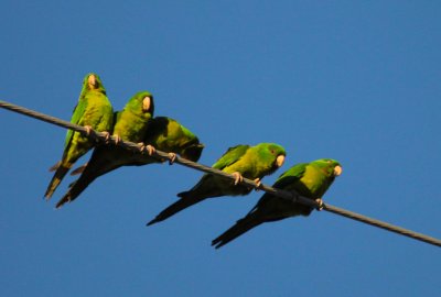 Green Parakeet