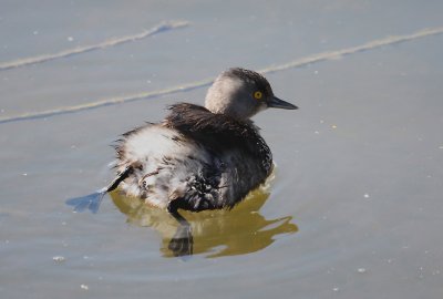 Baby Grebe