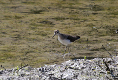 Solitary Sandpiper
