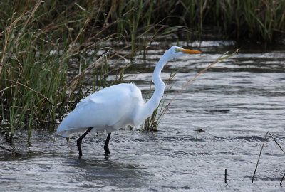 Great Egret
