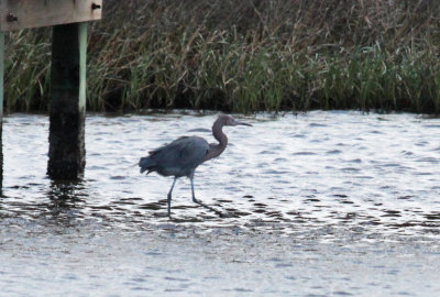 Reddish Egret