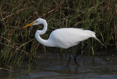 Great Egret