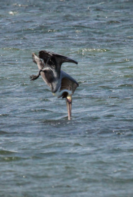 Brown Pelican