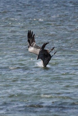 Brown Pelican Splash