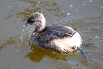 Pied-Billed Grebe