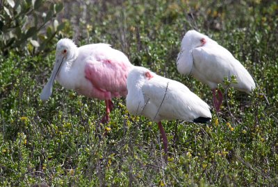 Roseate Spoonbills