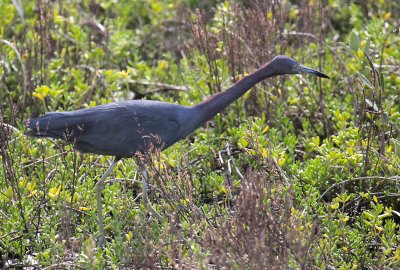 Little Blue Heron