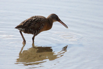 Chicken-like Marsh Birds