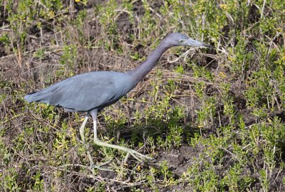 Little Blue Heron