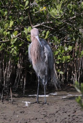 Reddish Egret