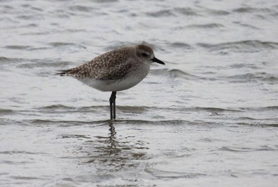 Black-Bellied Plover