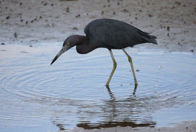 Little Blue Heron