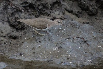 Sanderling
