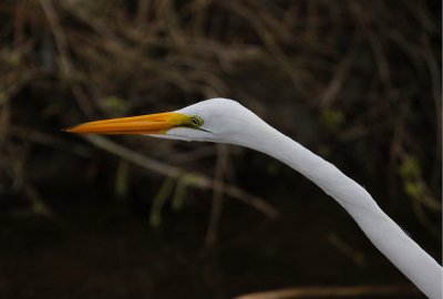 Great Egret Portrait