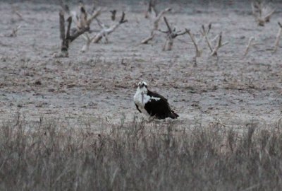 Osprey