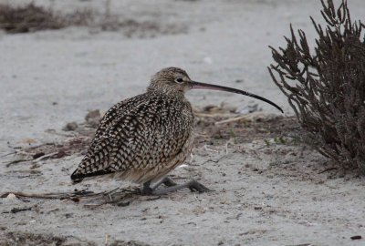 Long-Billed Curlew