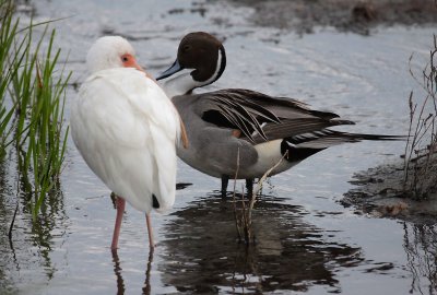 White Ibis and Northern Pintail