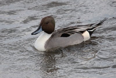 Northern Pintail