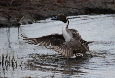 Northern Pintail Stretch