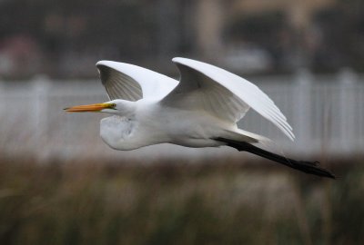 Great Egret Flying