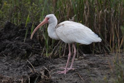 White Ibis