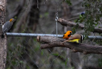 Golden Fronted Woodpecker, Hooded Oriole, Great Kiskadee