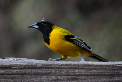 Audubon's Oriole