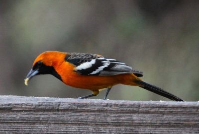 Hooded Oriole