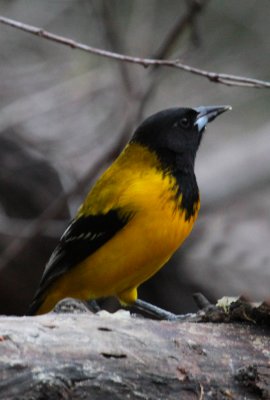 Audubon's Oriole