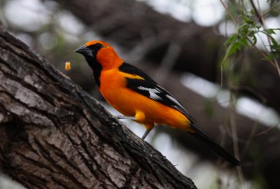 Altamira Oriole
