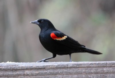 Red-Winged Blackbird