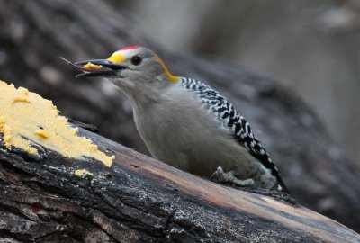 Golden-Fronted Woodpecker