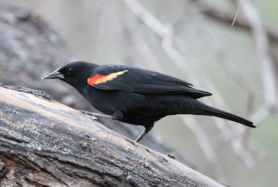 Red-Winged Blackbird