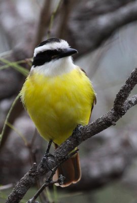 Flycatchers