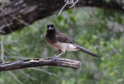 Brown Jay