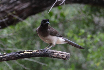 Brown Jay