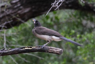 Brown Jay