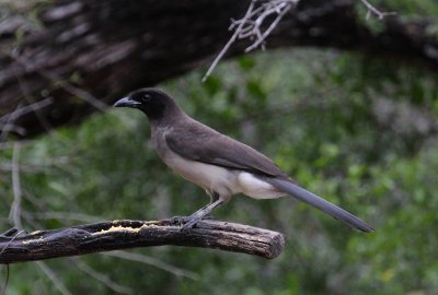 Brown Jay